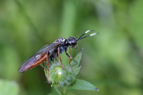 Tenthredo balteata